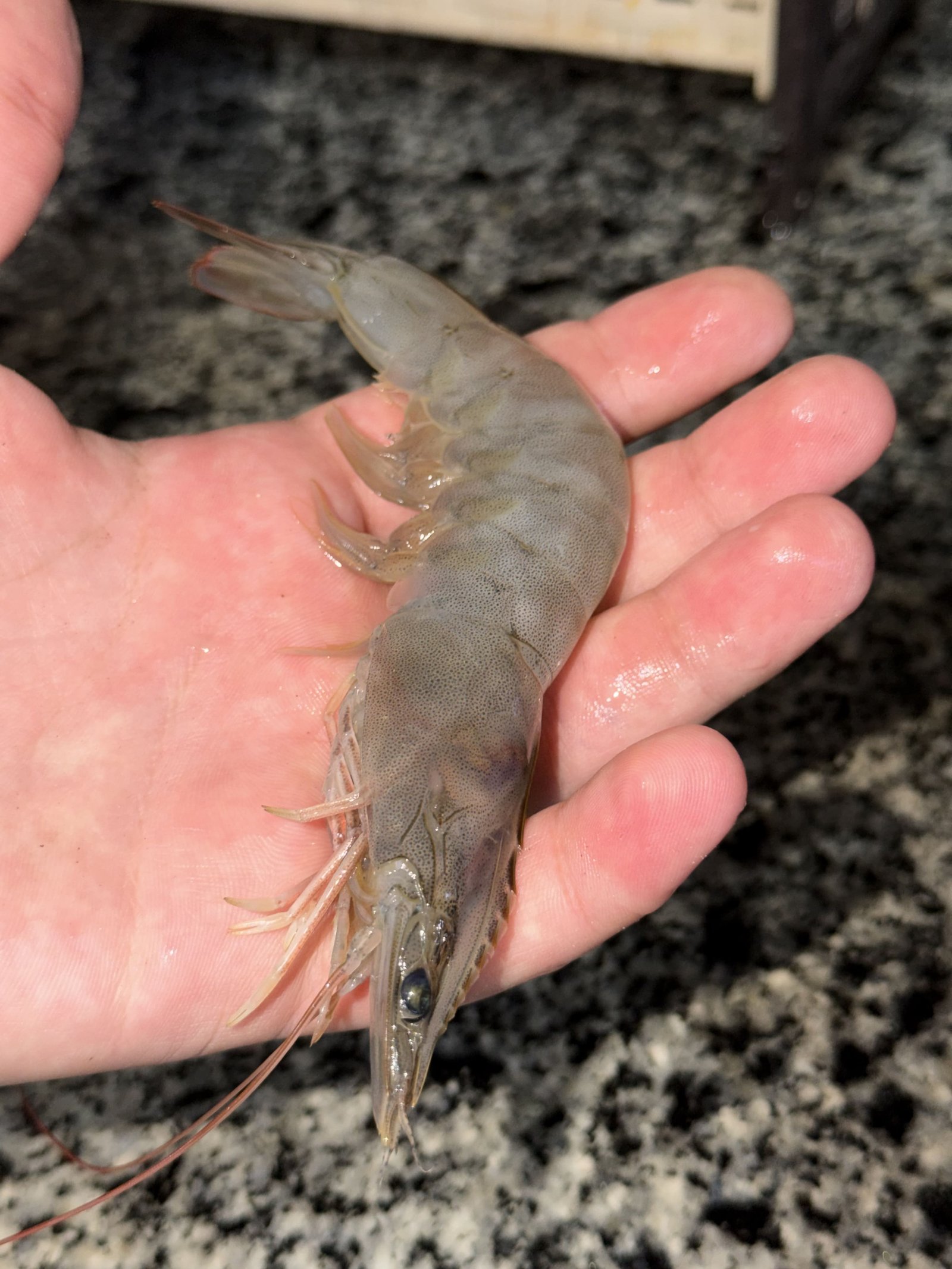 Fresh shrimp harvest at Ghalyoun
